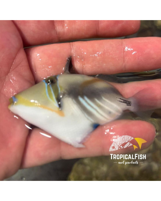 RHINECANTHUS ACULLEATUS