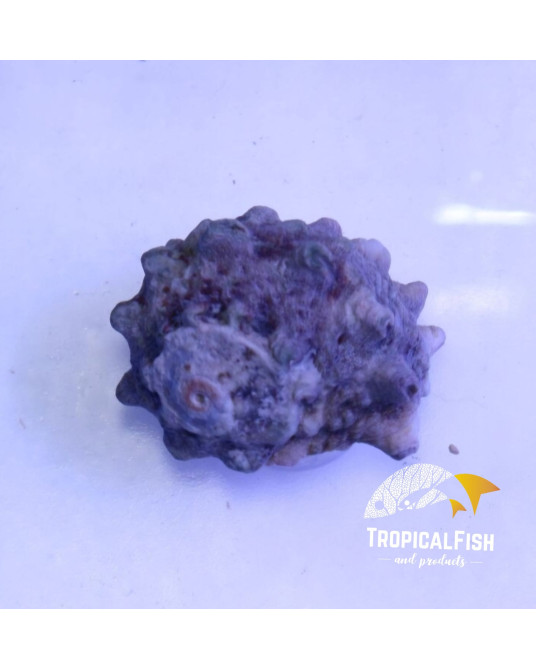 LUNELLA CORONATA L TURBO MEXICANO X 25