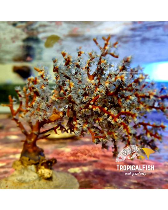 ACALCIGORGIA GORGONIA