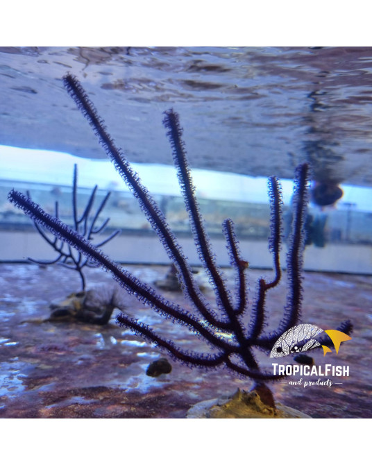 MENELLA GORGONIA