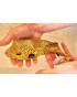 AROTHRON STELLATUS YELLOW PHASE
