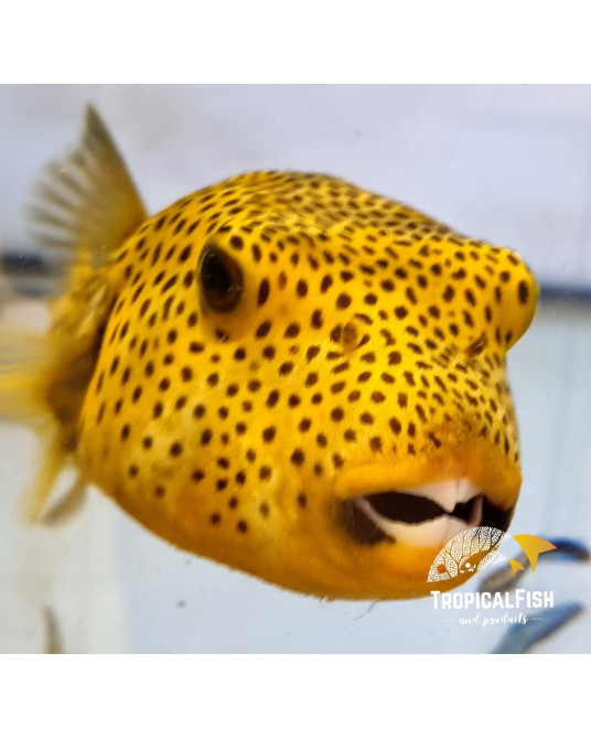 AROTHRON STELLATUS YELLOW PHASE