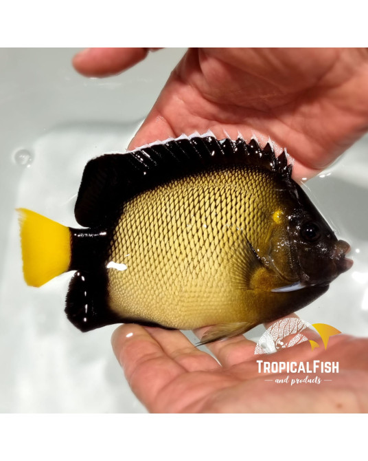 APOLEMICHTHYS XANTHOI ADULTO MAR ROJO