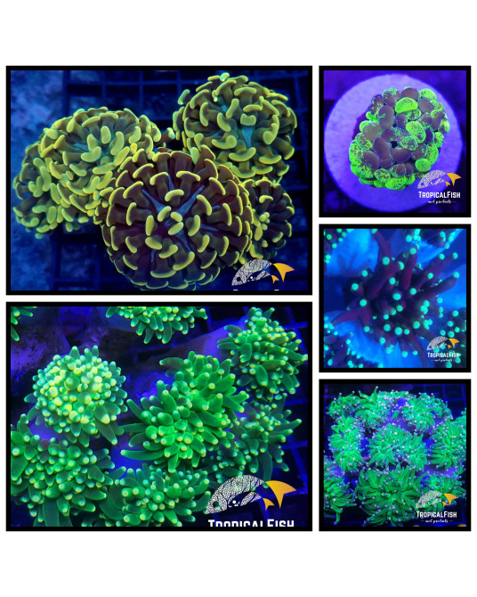 LOTE 20 FRAG DE EUPHYLLIAS