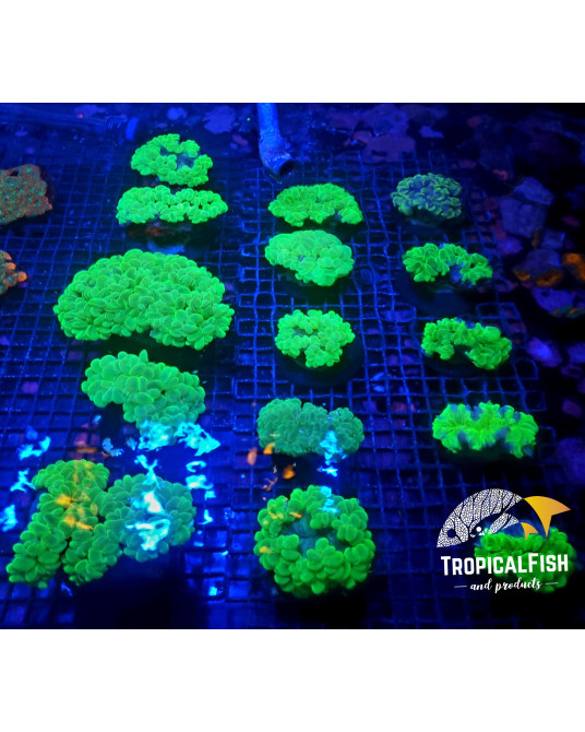 PLEROGYRA SINUOSA ULTRA GREEN PREMIUM CULTURED