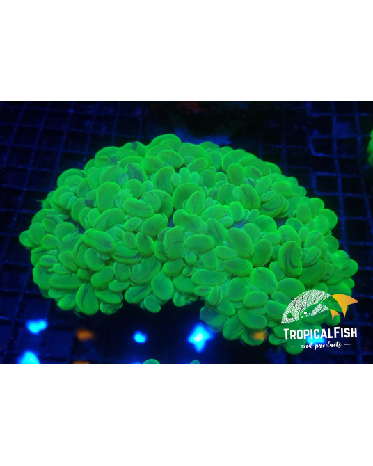 PLEROGYRA SINUOSA ULTRA GREEN PREMIUM CULTURED XXXL APROX 25 CM WYSIWYG