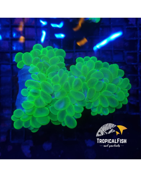 PLEROGYRA SINUOSA ULTRA GREEN PREMIUM CULTURED XXXL WYSIWYG 1