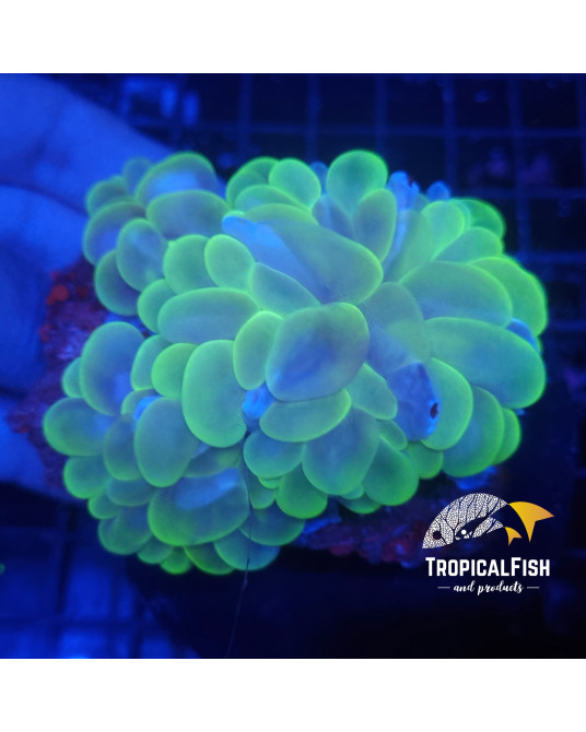 PLEROGYRA SINUOSA RAINBOW PREMIUM CULTURED XXL WYSIWYG 2