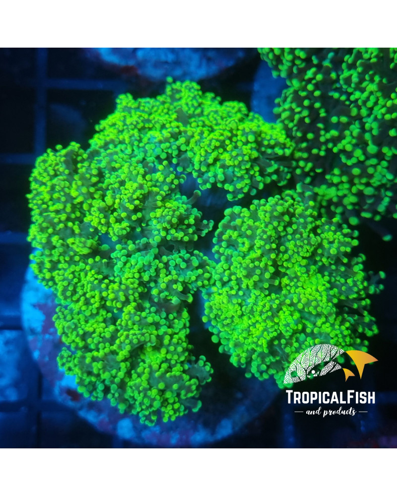 EUPHYLLIA PARADIVISA CULTURED PREMIUM INDO