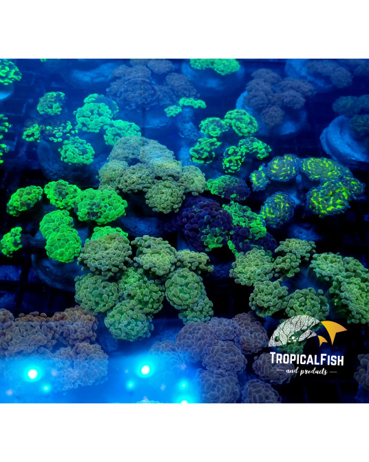 EUPHYLLIA PARANCORA CULTURED PREMIUM INDO COLONIA