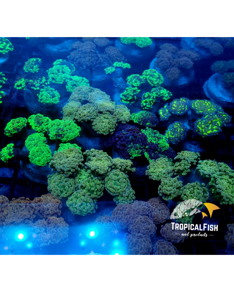 EUPHYLLIA PARANCORA CULTURED PREMIUM INDO COLONIA