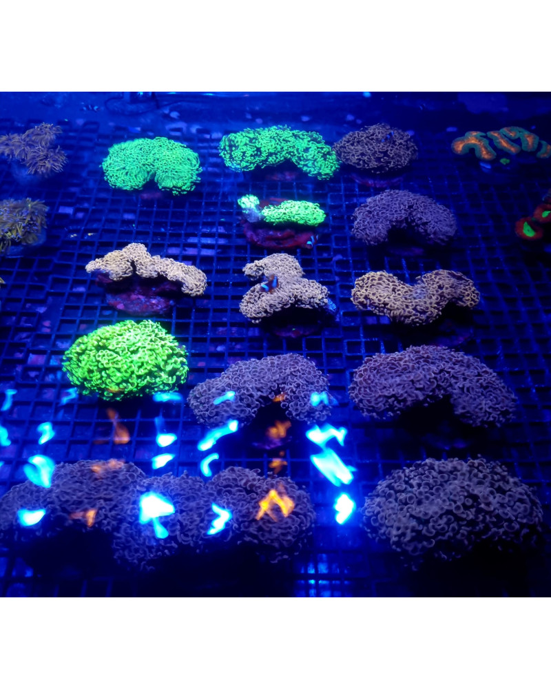 EUPHYLLIA ANCORA CULTURED PREMIUM INDO XXL