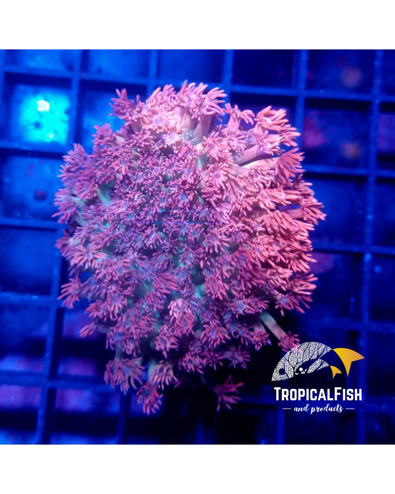 ALVEOPORA PREMIUM INDO WYSIWIG 1