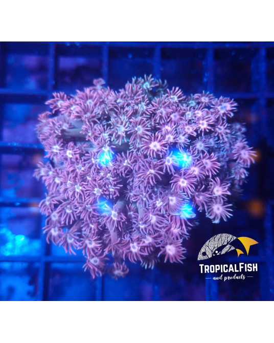 ALVEOPORA PREMIUM INDO WYSIWIG 2