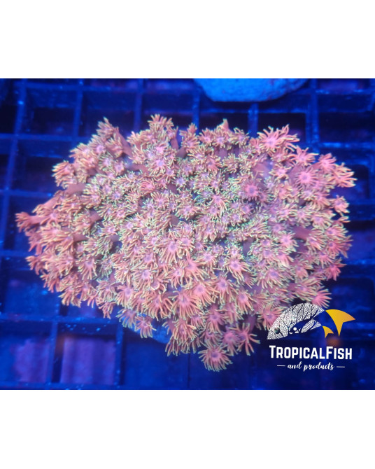 ALVEOPORA PREMIUM INDO WYSIWIG 3