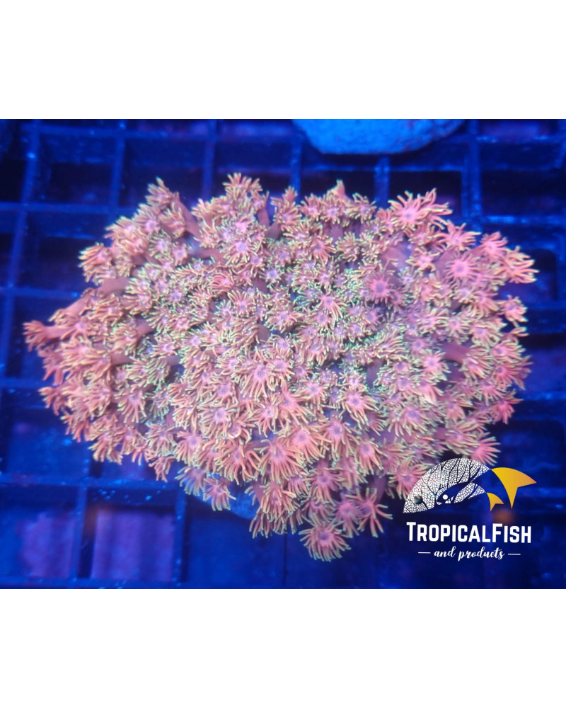 ALVEOPORA PREMIUM INDO WYSIWIG 3