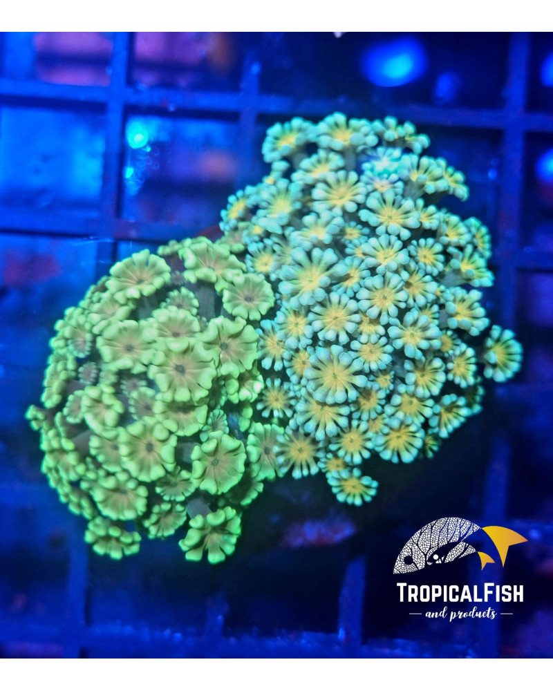 ALVEOPORA PREMIUM INDO WYSIWIG 4