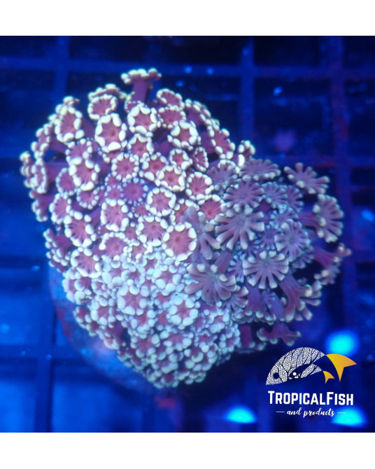 ALVEOPORA PREMIUM INDO WYSIWIG 5