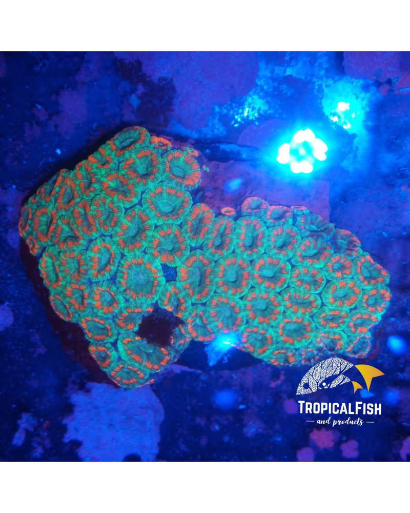 ACANTASTREA PREMIUM INDO WYSIWYG 1