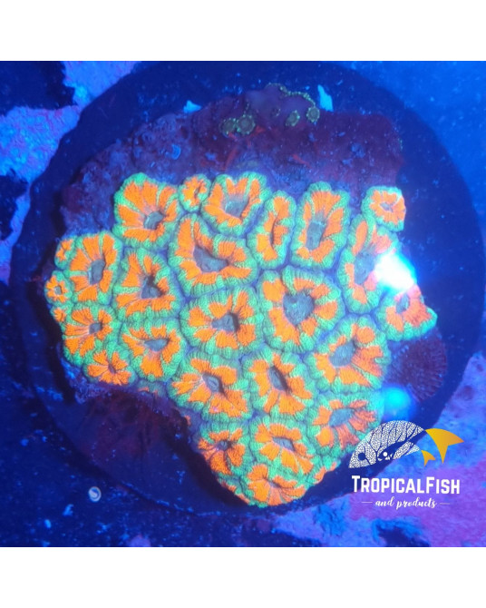 ACANTASTREA PREMIUM INDO WYSIWYG 2