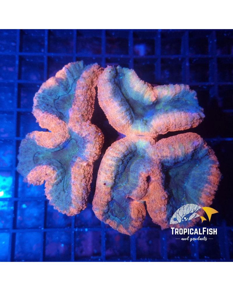 LOBOPHYLLIA PREMIUM INDO WYSIWYG 1