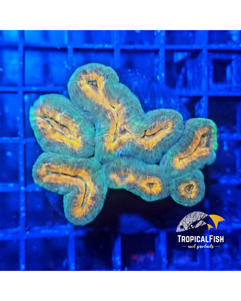LOBOPHYLLIA PREMIUM INDO WYSIWYG 2