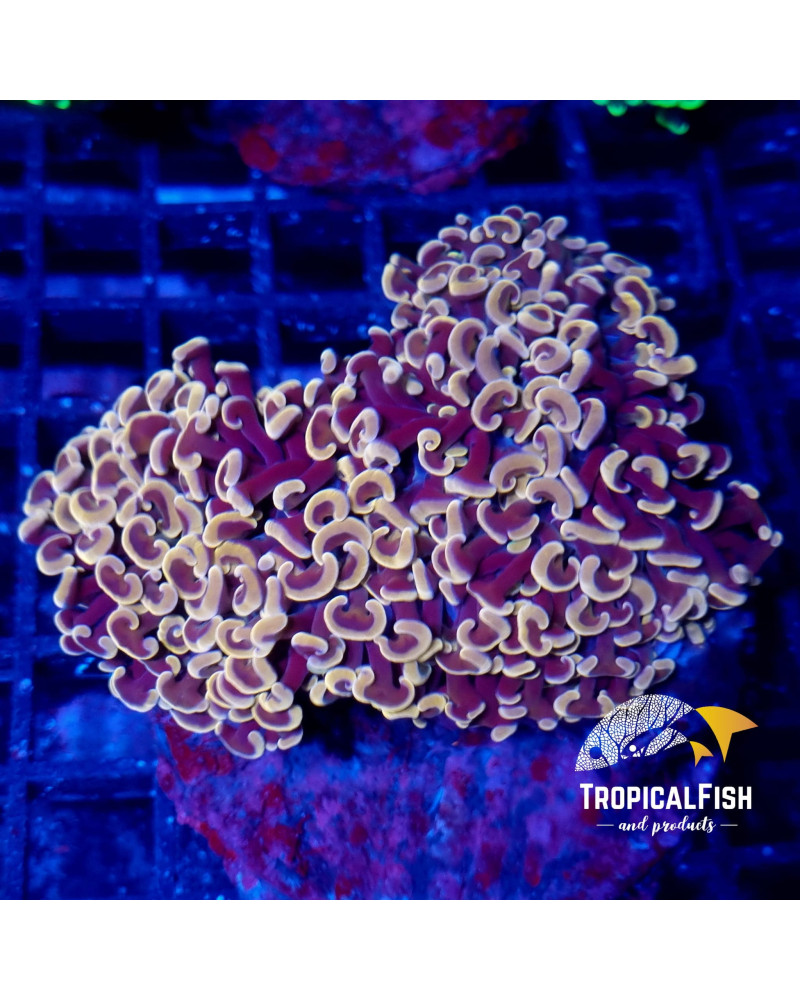 EUPHYLLIA ANCORA PREMIUM INDO WYSIWYG 1