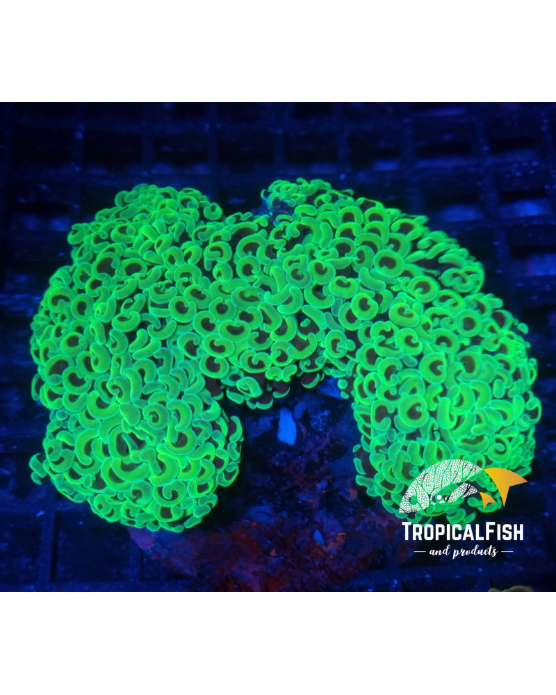 EUPHYLLIA ANCORA PREMIUM INDO WYSIWYG 2