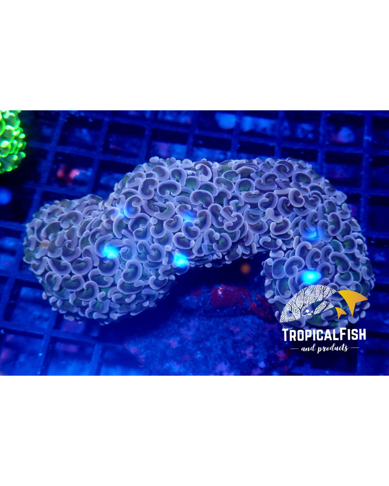 EUPHYLLIA ANCORA PREMIUM INDO WYSIWYG 3