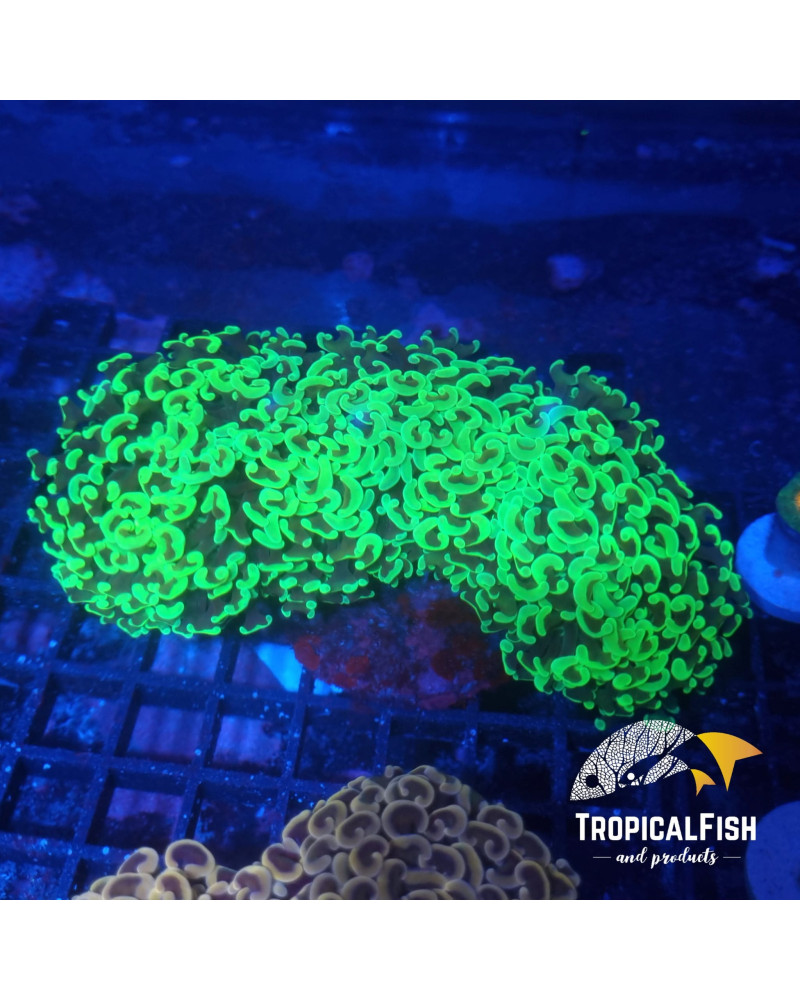 EUPHYLLIA ANCORA PREMIUM INDO WYSIWYG 4