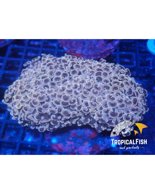 EUPHYLLIA ANCORA PREMIUM INDO WYSIWYG 5