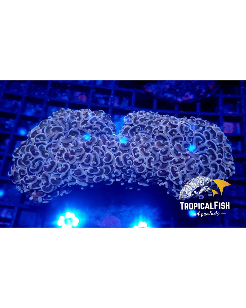 EUPHYLLIA ANCORA PREMIUM INDO WYSIWYG 6