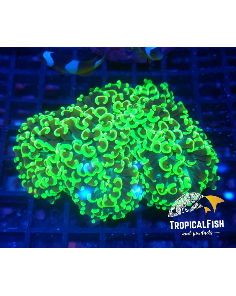 EUPHYLLIA ANCORA PREMIUM INDO WYSIWYG 7