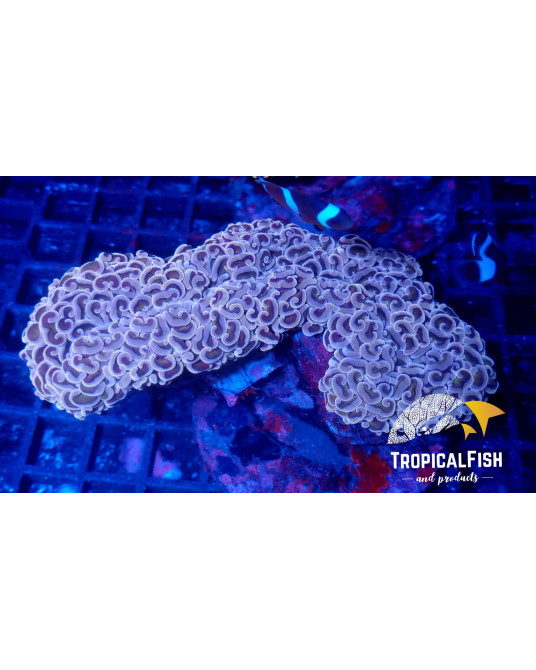 EUPHYLLIA ANCORA PREMIUM INDO WYSIWYG 8