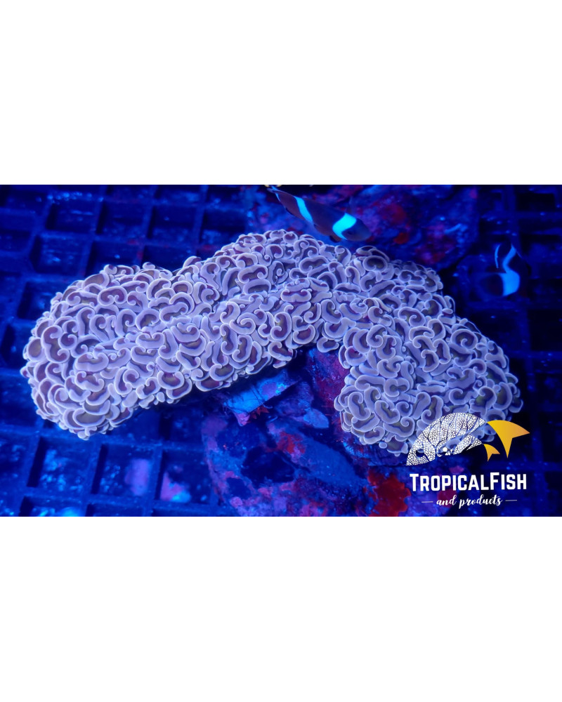 EUPHYLLIA ANCORA PREMIUM INDO WYSIWYG 8