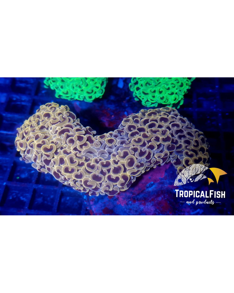 EUPHYLLIA ANCORA PREMIUM INDO WYSIWYG 9