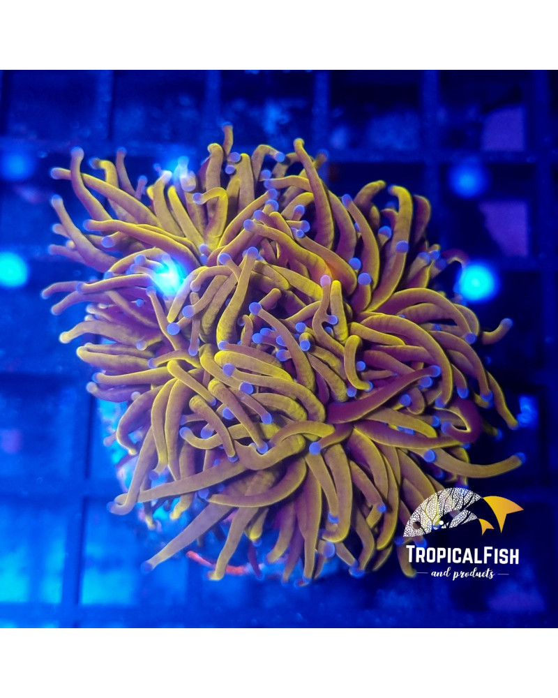 EUPHYLLIA GLABESCENS 24 KPREMIUM INDO WYSIWYG 2