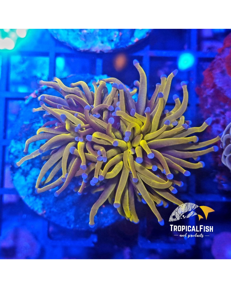 EUPHYLLIA GLABESCENS 24 KPREMIUM INDO WYSIWYG 3