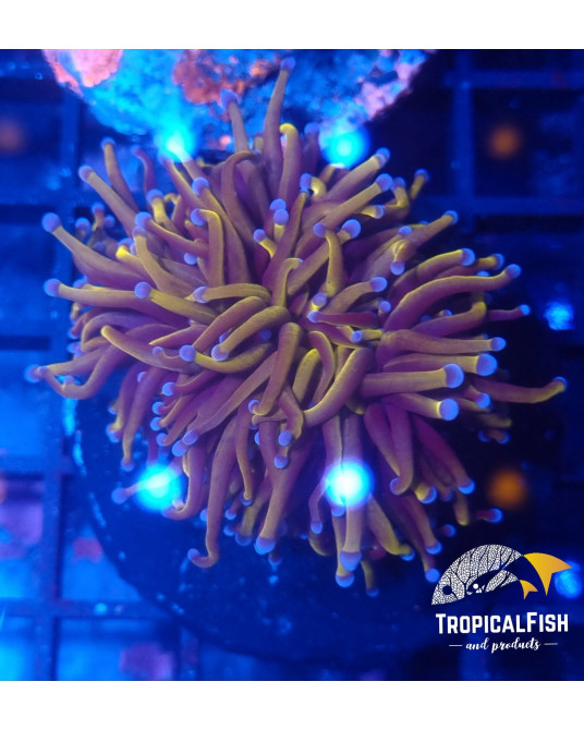 EUPHYLLIA GLABESCENS 24 KPREMIUM INDO WYSIWYG 4