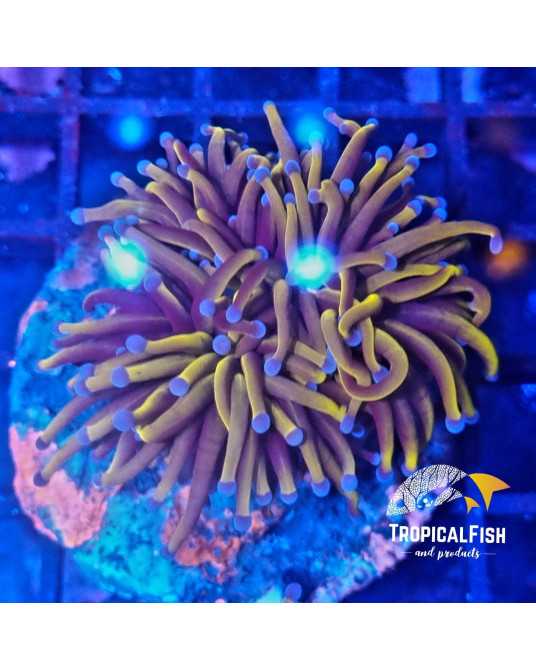 EUPHYLLIA GLABESCENS 24 KPREMIUM INDO WYSIWYG 5