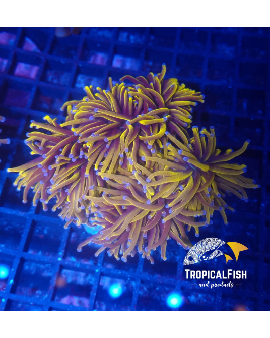 EUPHYLLIA GLABESCENS 24 KPREMIUM INDO WYSIWYG 6
