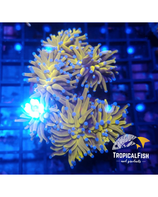 EUPHYLLIA GLABESCENS 24 KPREMIUM INDO WYSIWYG 9