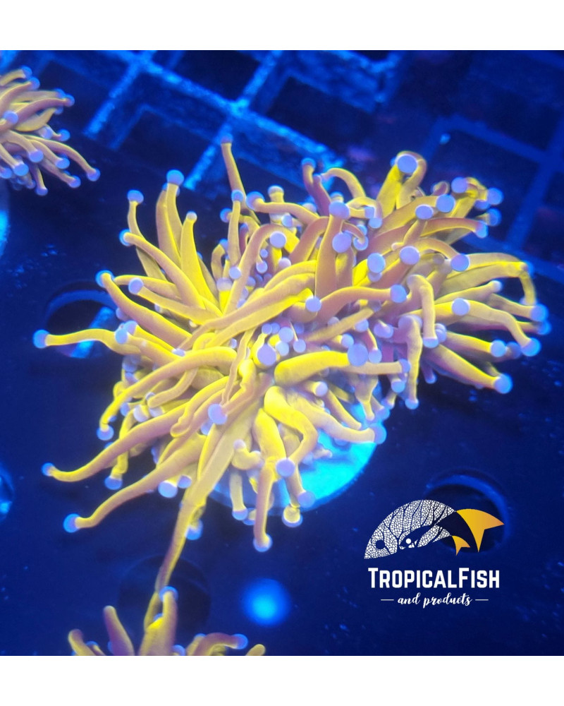 EUPHYLLIA GLABESCENS 24 KPREMIUM INDO WYSIWYG 10