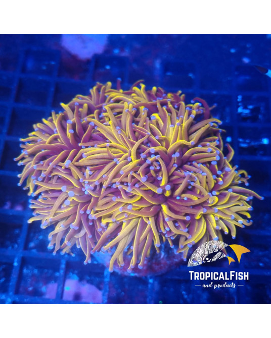 EUPHYLLIA GLABESCENS 24 K PREMIUM INDO WYSIWYG 11
