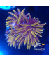 EUPHYLLIA GLABESCENS 24 K PREMIUM INDO WYSIWYG 12