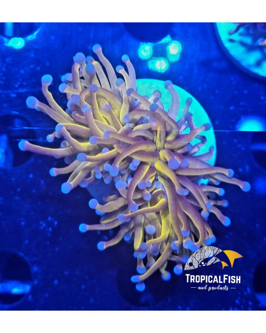 EUPHYLLIA GLABESCENS 24 K PREMIUM INDO WYSIWYG 13
