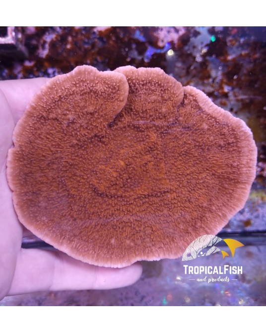 MONTIPORA TIPO 1 CULTIVO PROPIO WYSIWYG