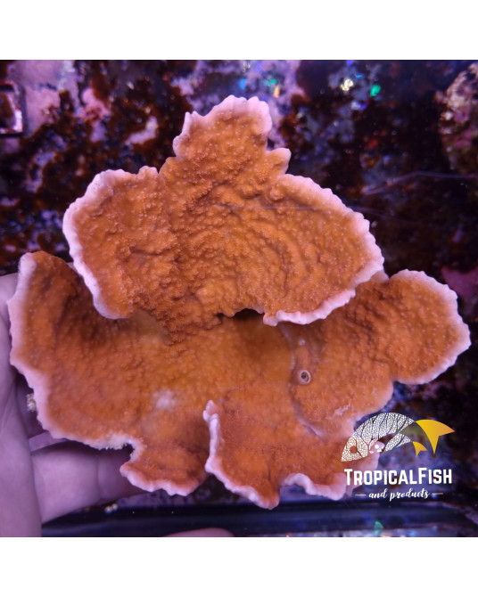 MONTIPORA TIPO 2 CULTIVO PROPIO WYSIWYG 1