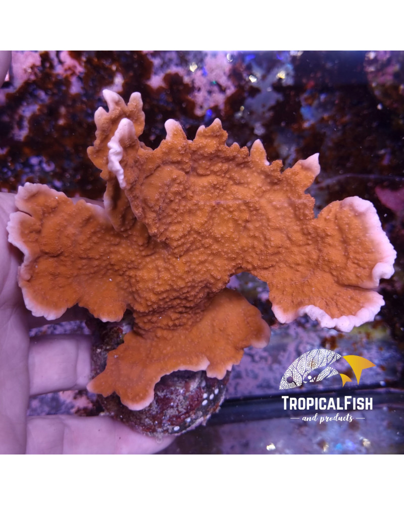 MONTIPORA TIPO 2 CULTIVO PROPIO WYSIWYG 2