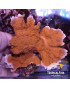 MONTIPORA TIPO 2 CULTIVO PROPIO WYSIWYG 3